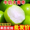 漳州牛奶大青枣5斤当季水果新鲜现摘脆甜贵妃枣子冬蜜枣整箱
