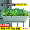 挂起来的长条长方形养花神器家庭阳台种菜花盆菜盆塑料霍伦盆种植