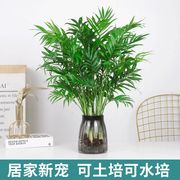 水培植物袖珍椰子富贵椰子，四季常青绿植凤尾竹，好养客厅办公室盆栽