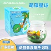 『萌藻星球』marimo海藻球微景观生态瓶办公室水培植物绿球藻礼物
