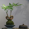 苔藓球心形造型发财树易活植物摆件客厅房间办公室创意水培小盆栽