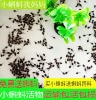 青蛙蝌蚪苗活体牛蛙幼苗小蝌蚪找妈妈包活送饲料儿童观赏水族宠物