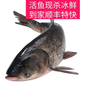 千岛湖生态包头鱼活鱼花鲢鳙胖头鱼剁椒鱼头淡水大头鱼现杀新鲜