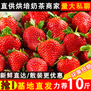 草莓新鲜商用10斤孕妇水果烘培蛋糕茶饮红颜奶油99新鲜大草莓水果