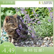 进口香草猫薄荷种子 假荆芥 紫色花Catnip 耐寒阳台庭院盆栽芬芳