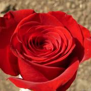 玫瑰种子散装红刺玫红玫瑰花，种籽子四季播种植大花室内花卉种籽