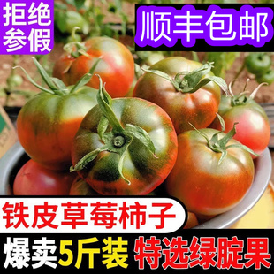 丹东铁皮柿子草莓西红柿东北绿腚番茄碱地油柿子新鲜水果5斤