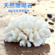 mu保真天然白珊瑚(白珊瑚，)菜花鹿角海螺贝壳鱼缸，造景石装饰家居摆件礼