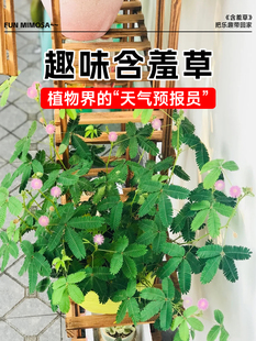 含羞草盆栽害羞草花种子，室内阳台绿植物种苗，趣味花卉种籽四季常青