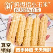 雨林农夫西双版纳拇指小玉米新鲜采摘真空包装即食代餐1斤/2斤