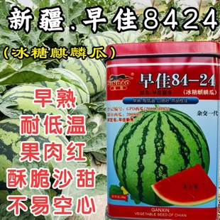 早佳8424西瓜种子冰糖麒麟西瓜种籽懒汉超甜美都种子籽孑盆栽阳台
