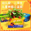 小花农种植园草莓迷你盆栽儿童DIY植物罐头幼儿园观察发芽向日葵