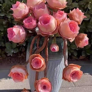 玫瑰多肉水蜜桃玫瑰山地玫瑰酒杯玫瑰阳台客厅桌面盆栽