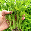 沙拉水果芹菜种子小香芹菜种籽籽，种苗秧蔬菜孑苗根根苗过年菜籽