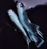 观背青鱂冷水鱼观赏鱼成鱼魔法鱼小型鱼玛利亚淡水鱼稻田鱼鱼卵