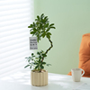 双株造型鸭脚木绿植盆栽花卉客厅室内桌面植物摆件净化空气吸甲醛