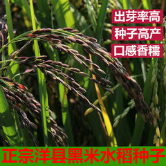正宗洋县黑米谷种水稻种陕西黑米谷种黑稻谷种黑糯米种子500克