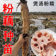 粉藕莲藕种苗洪湖粉藕苗高产食用藕种盆栽缸桶池塘水田深浅水种植