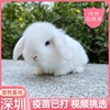 兔子活物纯种垂耳兔宠物兔侏儒兔小型迷你兔长不大宠物宿舍兔活体