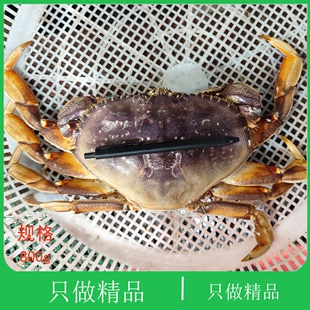 大连太子蟹超特大面包蟹，梭子公海膏蟹帝王，蟹长脚大螃蟹鲜活珍宝蟹