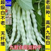 白芸豆超级种子九粒白不老豆角种子四季菜种子老来少豆籽早熟高产