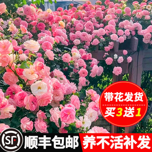 蔷薇花苗藤本月季特大花树庭院，爬藤植物花卉盆栽，阳台玫瑰四季开花