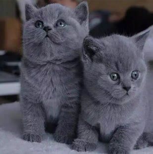 无偿免费领养英短蓝猫幼猫活体蓝白猫咪活物美短银渐层矮脚宠物猫