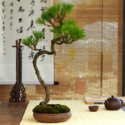 黄山松(黄山松)茶桌，盆景造型盆栽微型植物老桩迎客松，室内阳台好养一物一拍