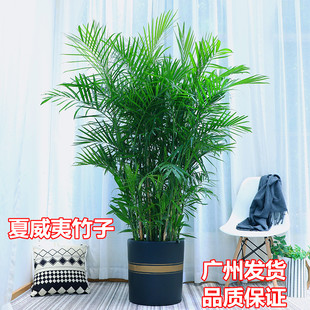 夏威夷竹子大型盆栽绿植客厅室内四季常青吸甲醛净化空气好养植物