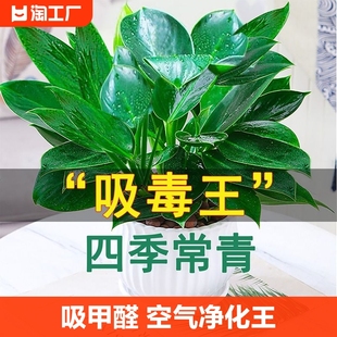 金钻盆栽绿萝箩室内植物花卉绿植水培万年青多肉吸除甲醛客厅驱蚊