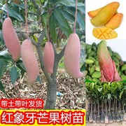 红象牙芒果苗树苗桂七芒金煌芒苗四季蜜芒嫁接苗，品种正宗广西带叶