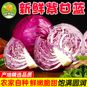 云南紫甘蓝新鲜紫包菜蔬菜凉拌沙拉卷心菜，紫菜新鲜蔬菜5斤