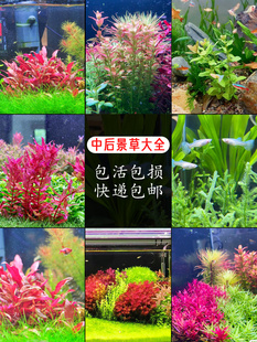 99种中后景水草鱼缸水族箱草缸新手，造景植物活体淡水红宫廷红丁香