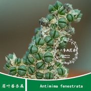 antimimafenestrata10粒+眉叶番杏属家庭，园艺六六多肉种子