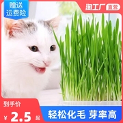 猫草无土盆栽化毛草种子非已种好懒人幼猫小麦种子有机猫咪零食品