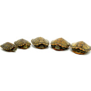 大西龟宠物龟巴小活体活物红耳龟外龟观赏乌龟Q水塘红耳