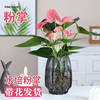 水培植物粉掌盆栽花卉植物室内花办公室桌面四季开花好养红掌绿植