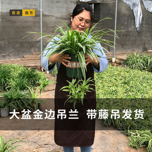 产地直发大盆金边吊兰带藤吊花绿植盆栽花卉室内净化空气吸甲醛