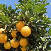 正宗江西赣南脐橙产地直发新鲜橙子甜橙10斤水果现摘现发农产品