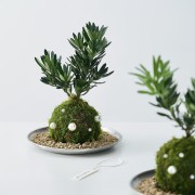 苔藓球绿植罗汉松水培植物创意办公室茶几桌面摆件室内绿植盆栽