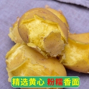 甘肃沙面土豆10斤带箱新鲜定西马铃薯洋芋黄心粉糯面5新