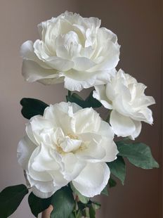 铃兰家 白勃艮第 日本超花园木本玫瑰花苗盆栽阳台月季