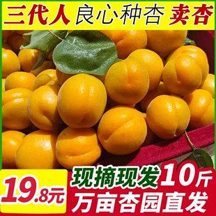 现摘大黄杏子新鲜水果，当季陕西时令孕妇，酸甜脆鲜杏金太阳10斤