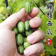 拇指西瓜种子迷你盆栽小西瓜种籽春季秋四季阳台水果蔬菜种孑