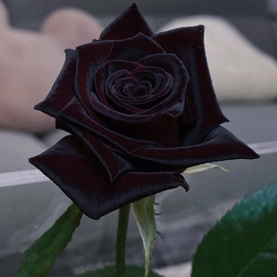 黑巴克玫瑰月季花大苗丝绒，质感强暗红色四季开阳台，庭院花卉绿植物
