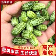 拇指西瓜种子小西瓜迷你蔬菜可吃四季阳台种植小拇指西瓜高产