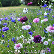 矢车菊花种四季易种活蓝色矢车菊，种子室外庭院，绿化耐寒花卉种籽子