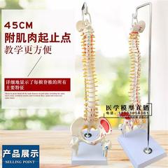 人体脊柱模型45CM医学正骨练习骨骼模型颈椎腰椎脊椎骨架模型关节