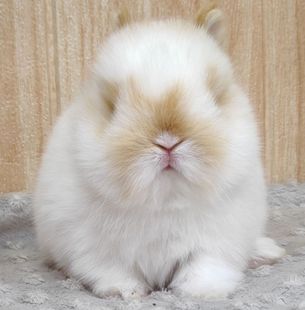 进口血统侏儒兔宠物兔子长不大活物迷你小型活体小耳朵茶杯兔