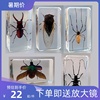 幼儿园真实动物昆虫树脂，标本蟋蟀蜘蛛蝎子蝗虫，蜈蚣蟑螂蜜蜂蝴蝶